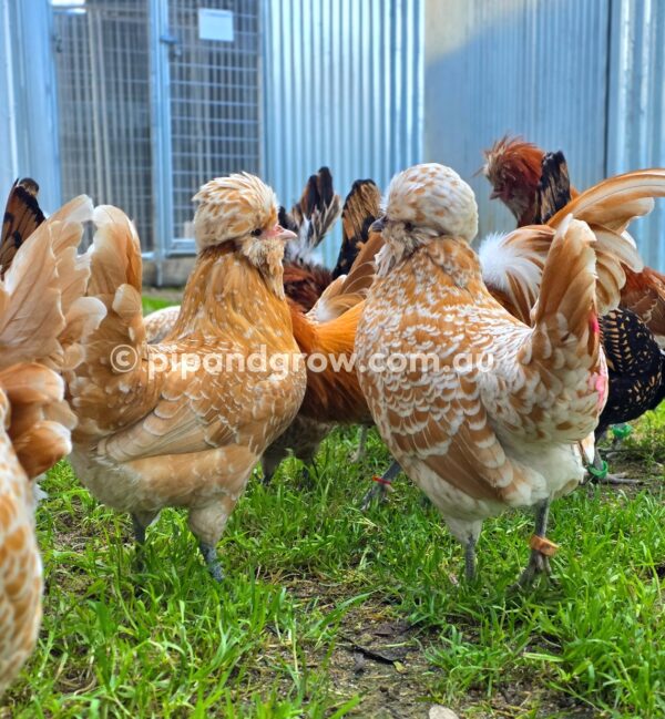 Buff & Gold laced Polish Fertile Egg (each) - Image 28