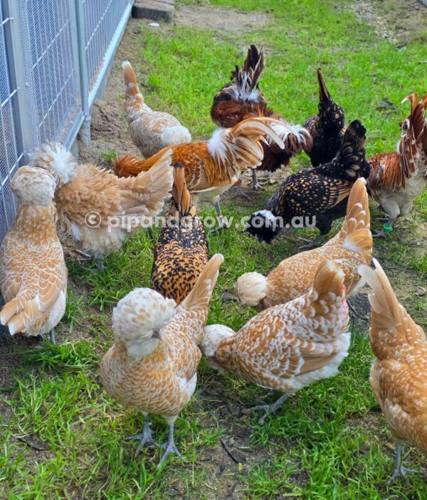 Buff & Gold laced Polish Fertile Egg (each) - Image 30