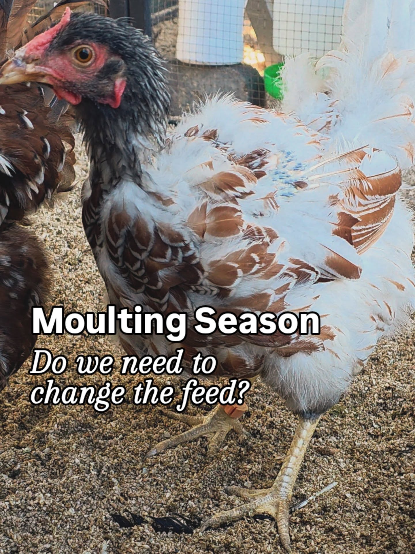 Moulting season FAQ
