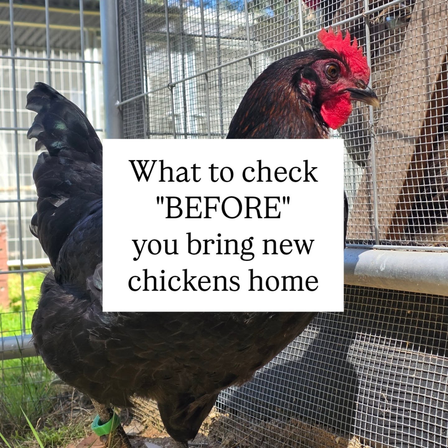Check these “Before” buying new chickens