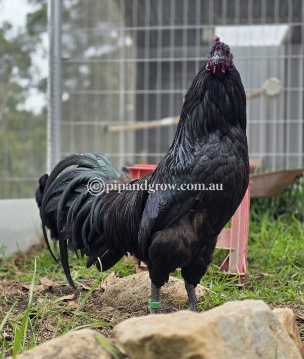 Sumatra Fertile Egg (each) - Image 7