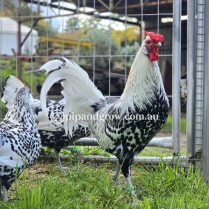 Silver Spangled Hamburg Fertile Egg (each)