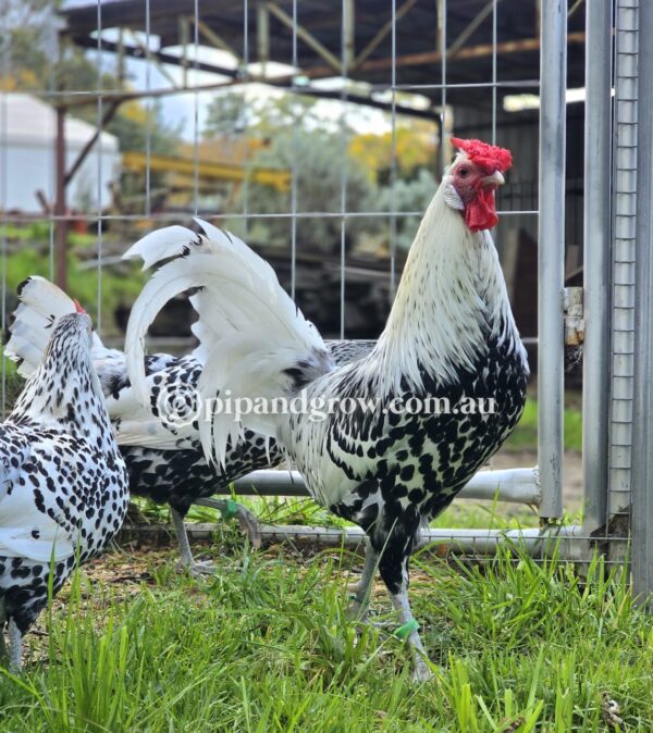 Silver Spangled Hamburg Fertile Egg (each) - Image 11