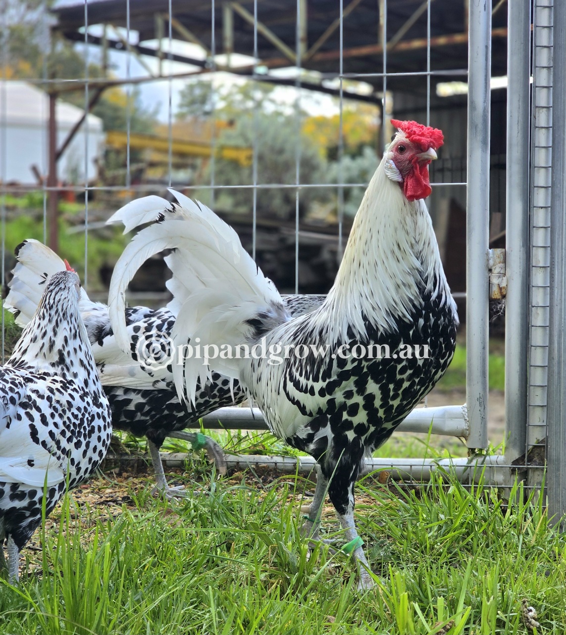 Silver Spangled Hamburg Fertile Egg (each)