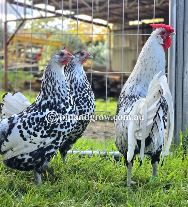 Silver Spangled Hamburg Fertile Egg (each) - Image 15