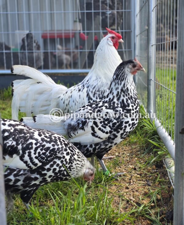 Silver Spangled Hamburg Fertile Egg (each) - Image 7