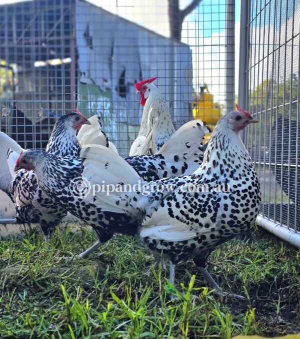 Silver Spangled Hamburg Fertile Egg (each) - Image 13
