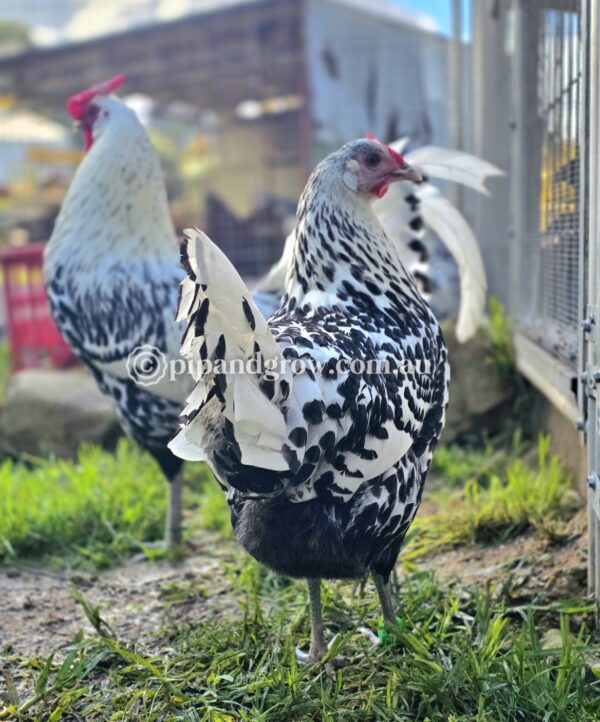 Silver Spangled Hamburg Fertile Egg (each) - Image 10
