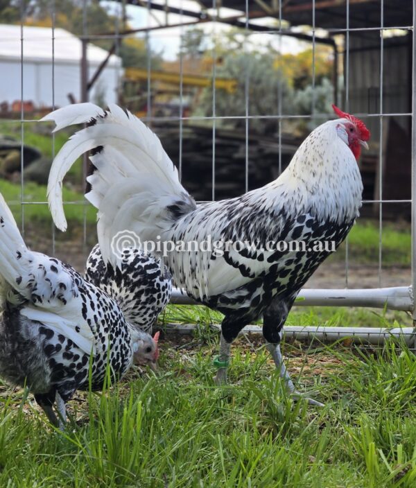 Silver Spangled Hamburg Fertile Egg (each) - Image 9