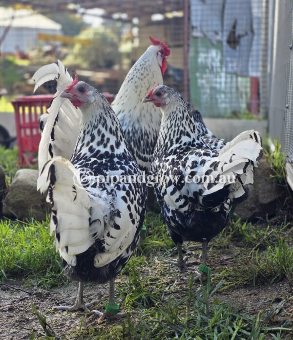 Silver Spangled Hamburg Fertile Egg (each) - Image 14