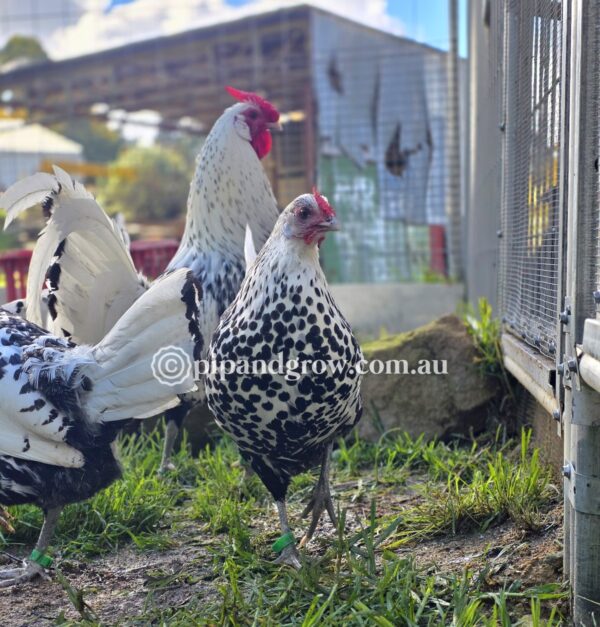 Silver Spangled Hamburg Fertile Egg (each) - Image 5