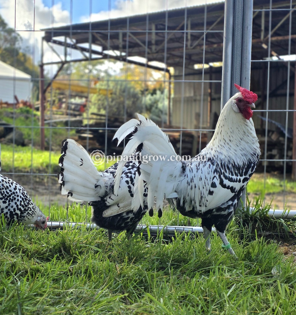 Silver Spangled Hamburg Fertile Egg (each) - Image 2