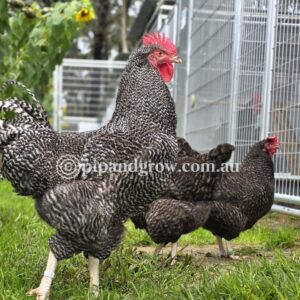 English Cuckoo Marans Fertile Egg (each)