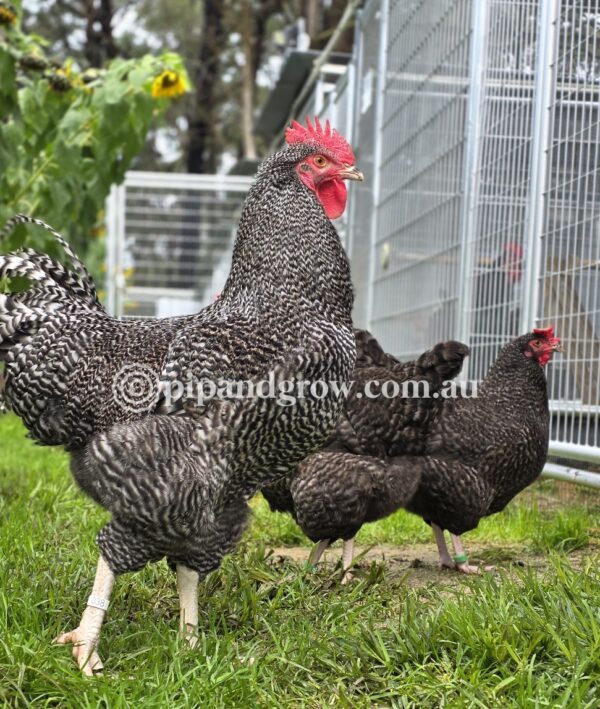 English Cuckoo Marans Fertile Egg (each) - Image 7