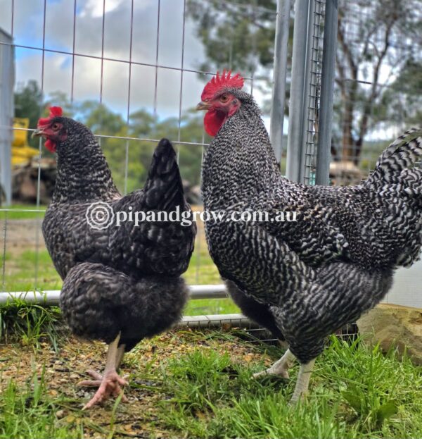 English Cuckoo Marans Fertile Egg (each) - Image 2