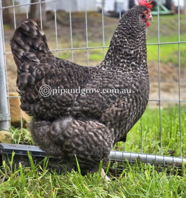 English Cuckoo Marans Fertile Egg (each) - Image 9