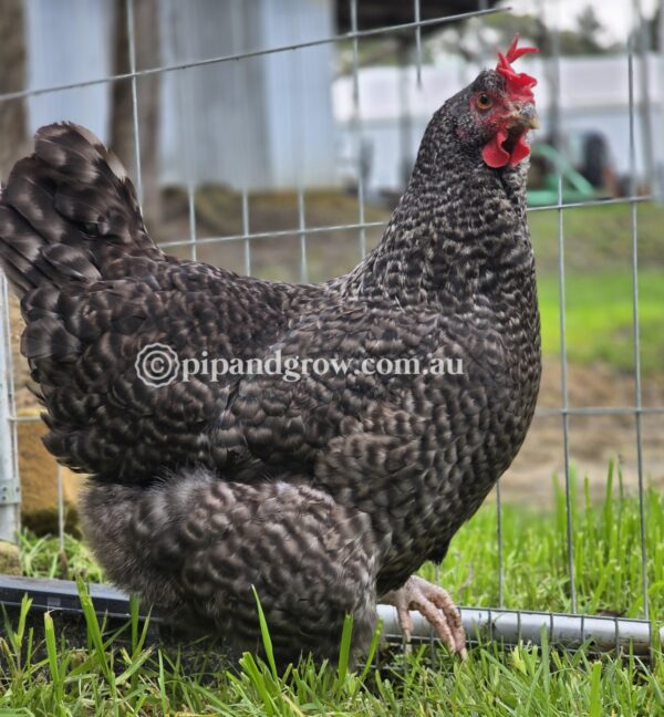 English Cuckoo Marans Fertile Egg (each) - Image 5