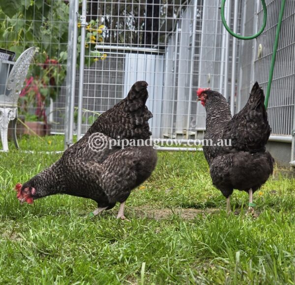 English Cuckoo Marans Fertile Egg (each) - Image 6