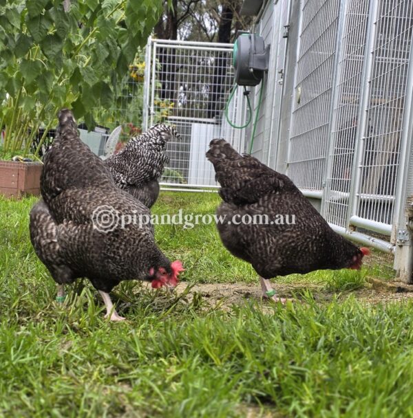 English Cuckoo Marans Fertile Egg (each) - Image 10