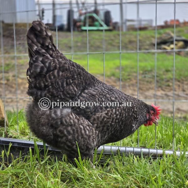 English Cuckoo Marans Fertile Egg (each) - Image 8