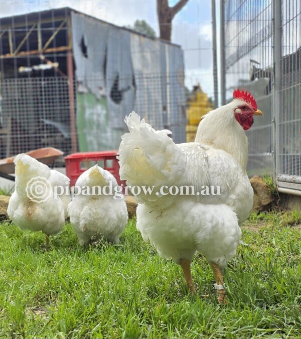 Rhode Island White Fertile Egg (each) - Image 15