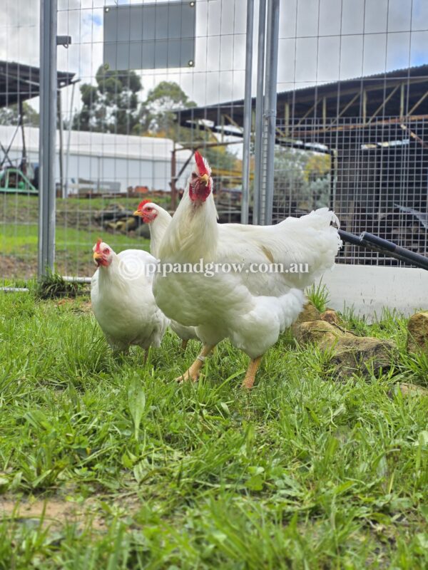 Rhode Island White Fertile Egg (each) - Image 9