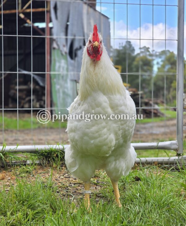Rhode Island White Fertile Egg (each) - Image 6