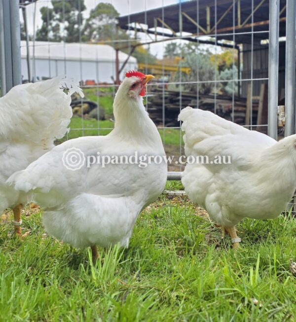 Rhode Island White Fertile Egg (each) - Image 8