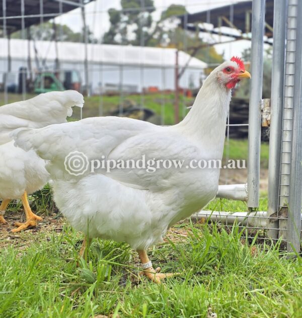 Rhode Island White Fertile Egg (each) - Image 12