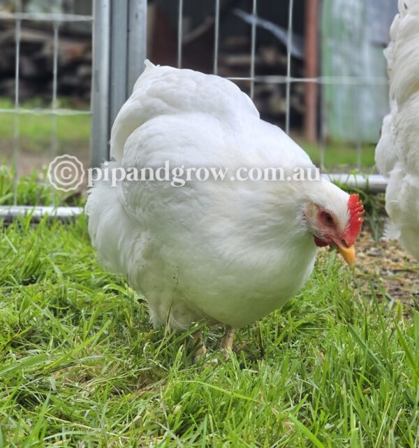Rhode Island White Fertile Egg (each) - Image 11