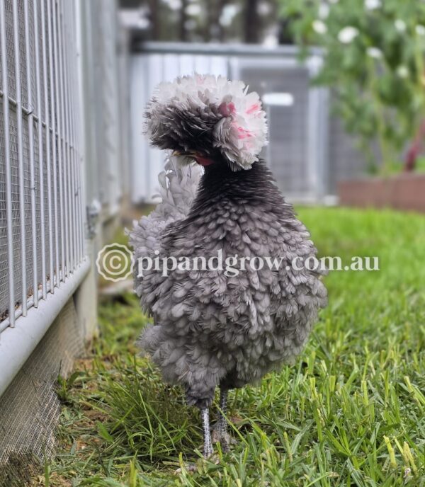 Black & Blue Polish Fertile Egg (each) - Image 9
