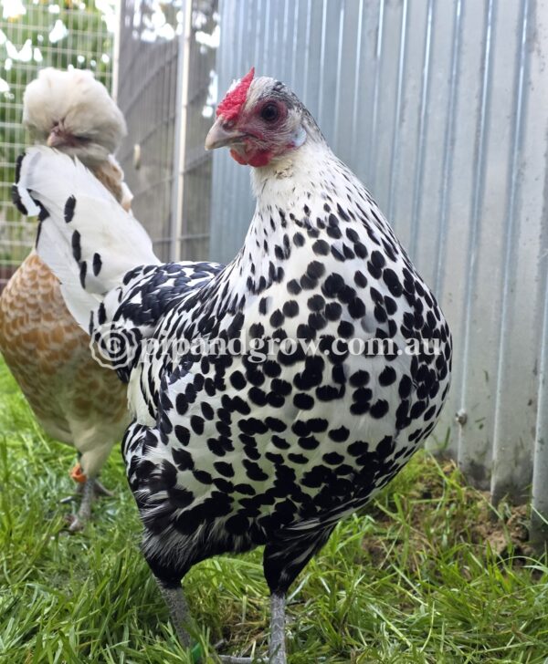 Silver Spangled Hamburg Fertile Egg (each) - Image 6