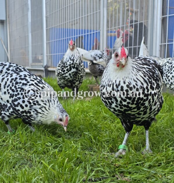 Silver Spangled Hamburg Fertile Egg (each) - Image 12