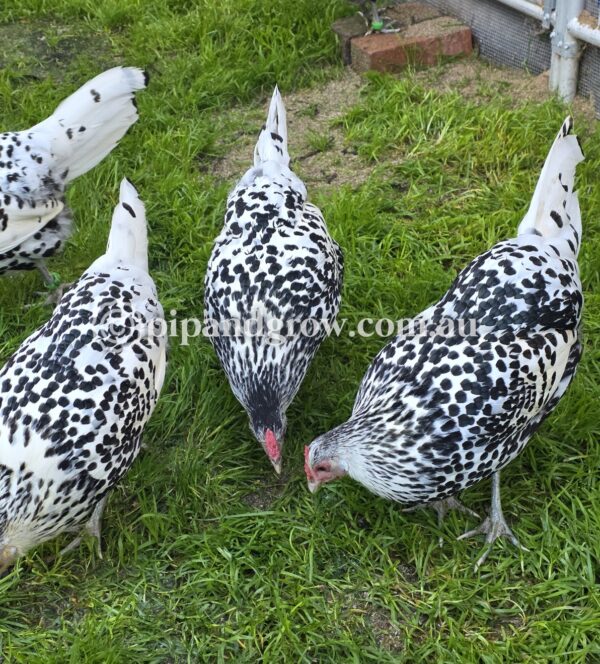 Silver Spangled Hamburg Fertile Egg (each) - Image 8