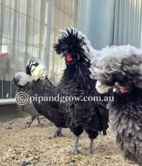 Black & Blue Polish Fertile Egg (each) - Image 12