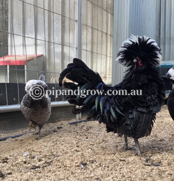 Black & Blue Polish Fertile Egg (each) - Image 5