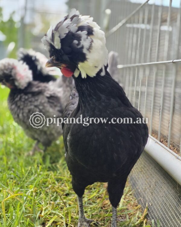 Black & Blue Polish Fertile Egg (each) - Image 7