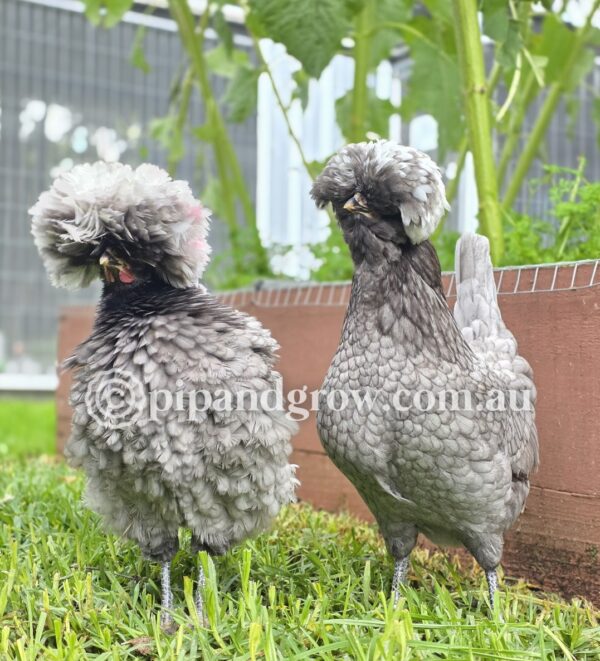Black & Blue Polish Fertile Egg (each) - Image 6