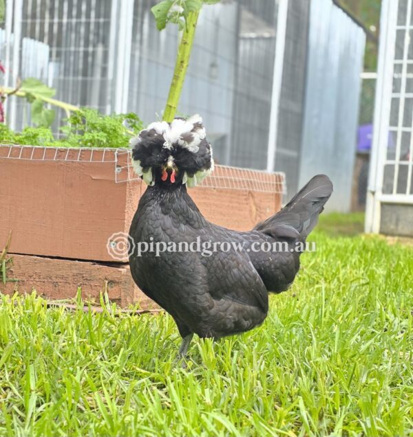 Black & Blue Polish Fertile Egg (each) - Image 8