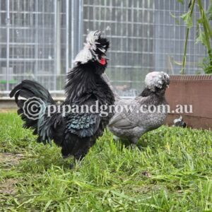 Black & Blue Polish Fertile Egg (each)