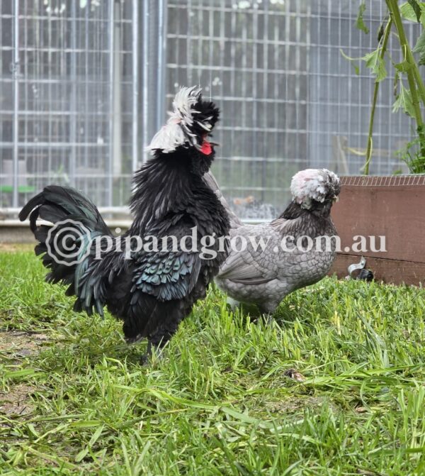 Black & Blue Polish Fertile Egg (each) - Image 11