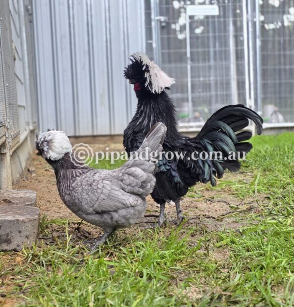 Black & Blue Polish Fertile Egg (each) - Image 10