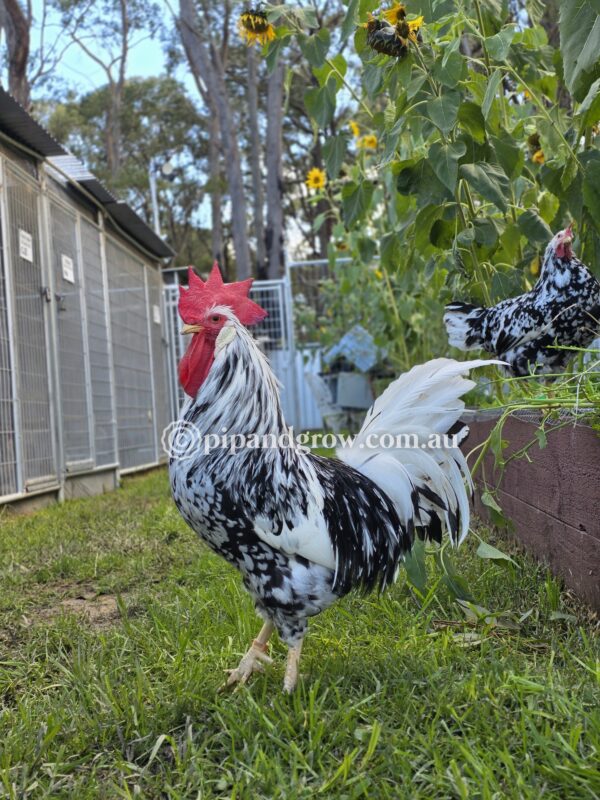 Exchequer Leghorn Fertile Egg (each) - Image 6