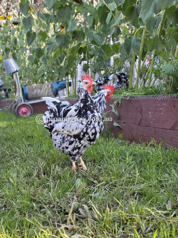 Exchequer Leghorn Fertile Egg (each) - Image 20