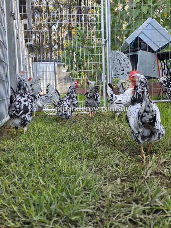 Exchequer Leghorn Fertile Egg (each) - Image 22
