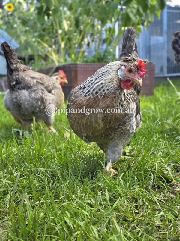 Cream Legbar Fertile Egg (each) - Image 21