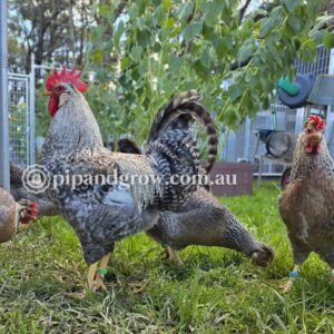 Cream Legbar Fertile Egg (each)