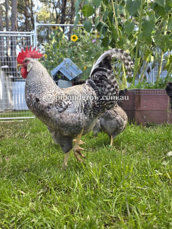Cream Legbar Fertile Egg (each) - Image 10