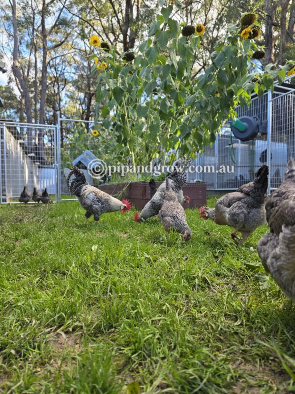 Cream Legbar Fertile Egg (each) - Image 24