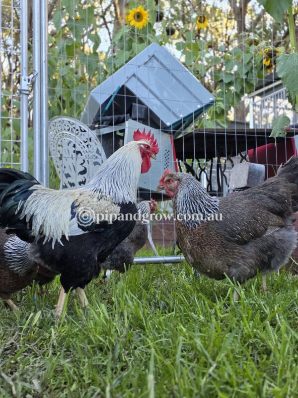 Silver Duckwing Welsummer Fertile Egg (each) - Image 15